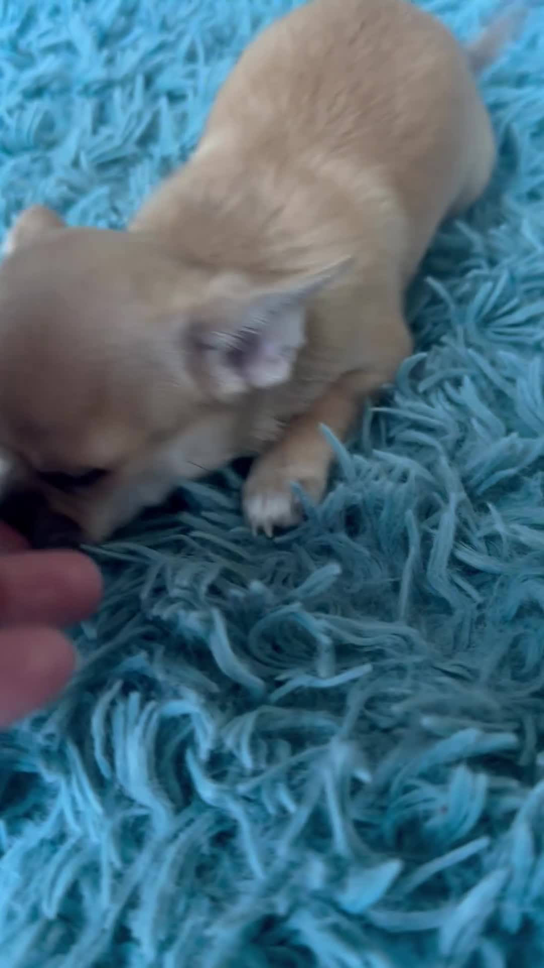 Chihuahua dogs for sale: Beautiful cream girls - Video 2