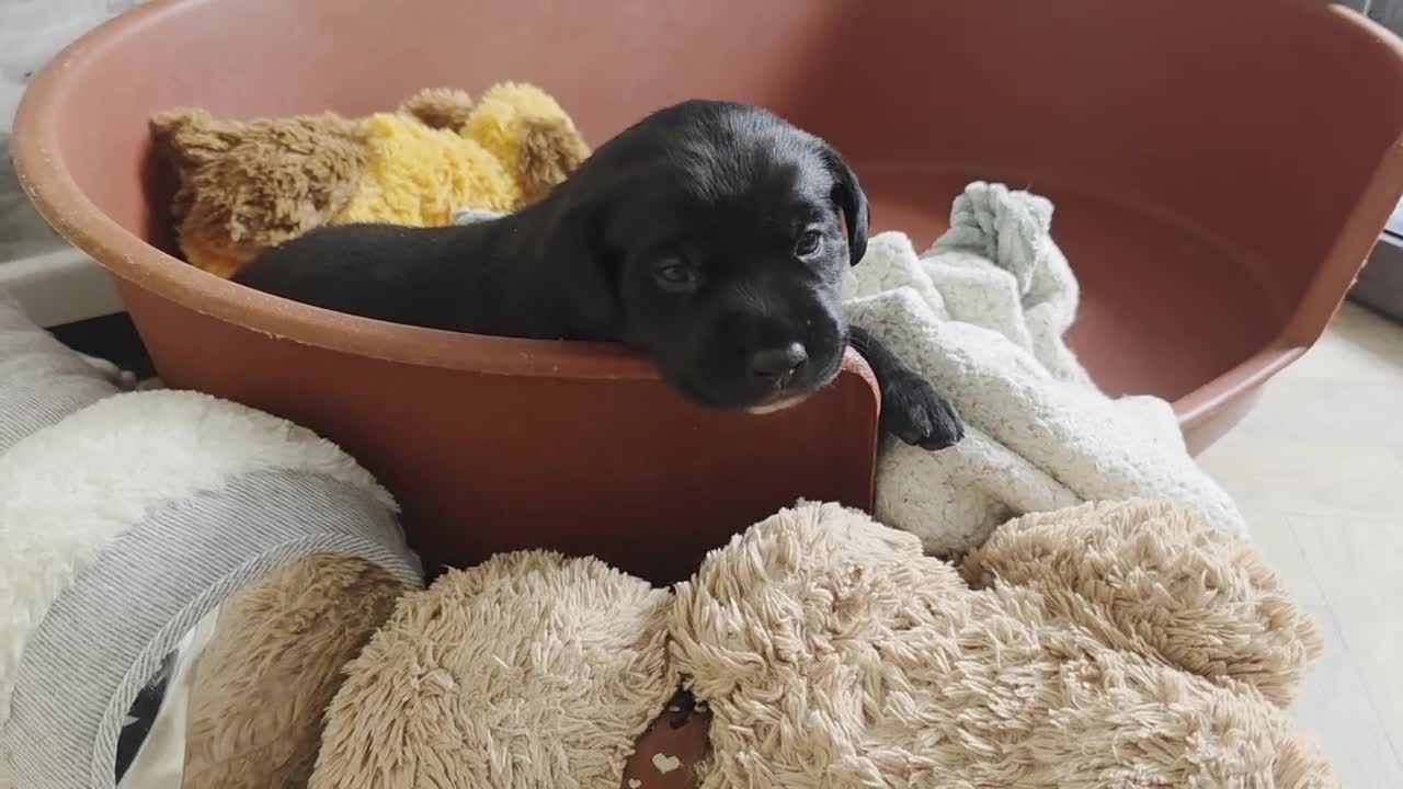 Mixed Breed dogs for sale: Adorable Black Lab Mix - Video 1