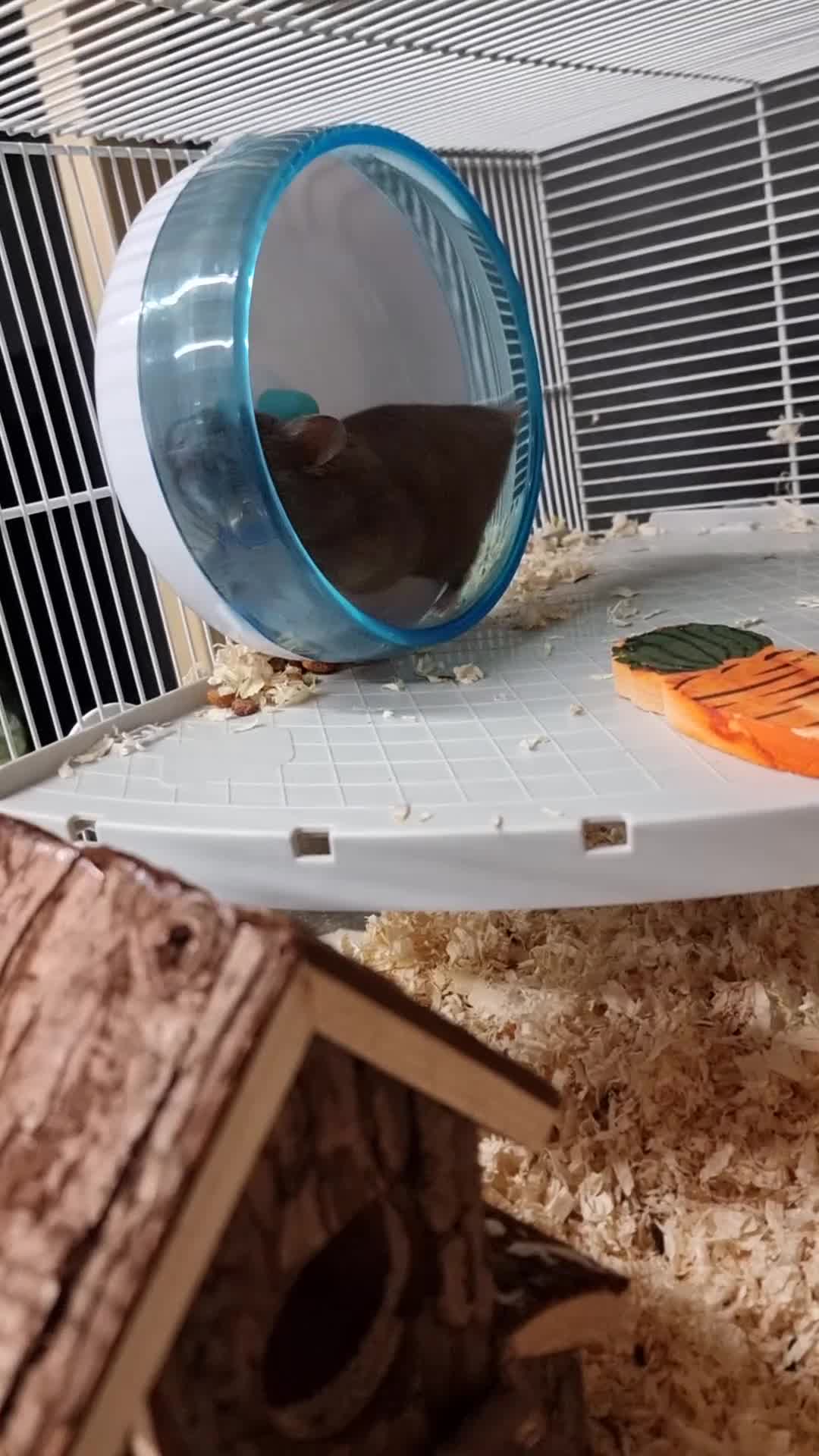 Hamster rodents for sale: Sweet young hamster with large cage&full set up - Video 2