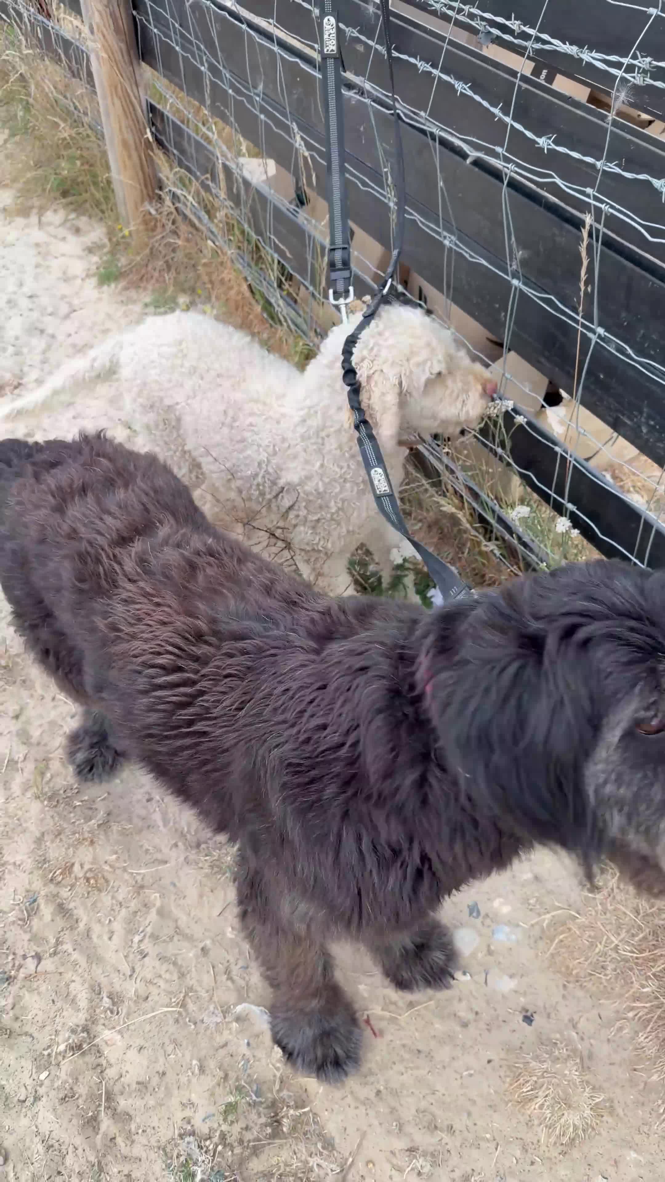 Mixed Breed dogs for sale: German shepherd cross - Video 1