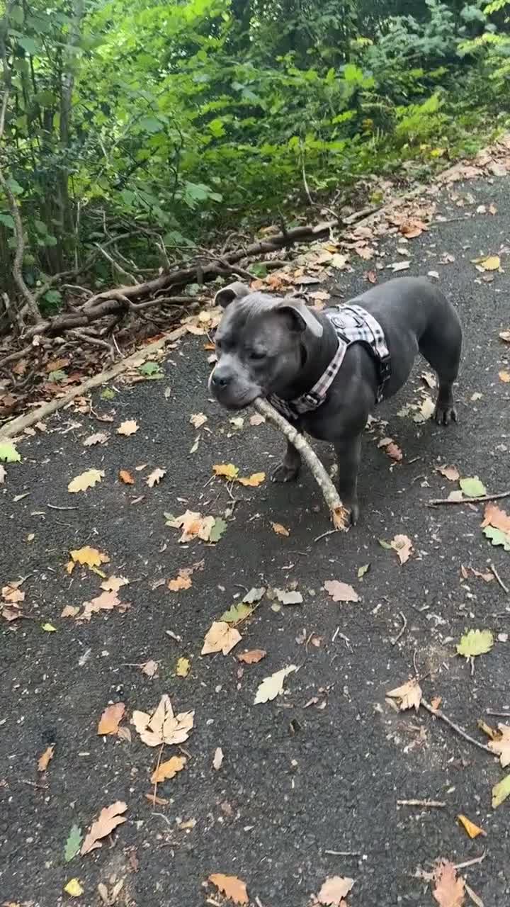 Staffordshire Bull Terrier dogs for stud: Blue staff Stud - Video 1