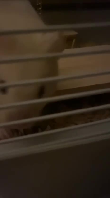 Hamster rodents for sale: Hamster ( cream colour ) - Video 2