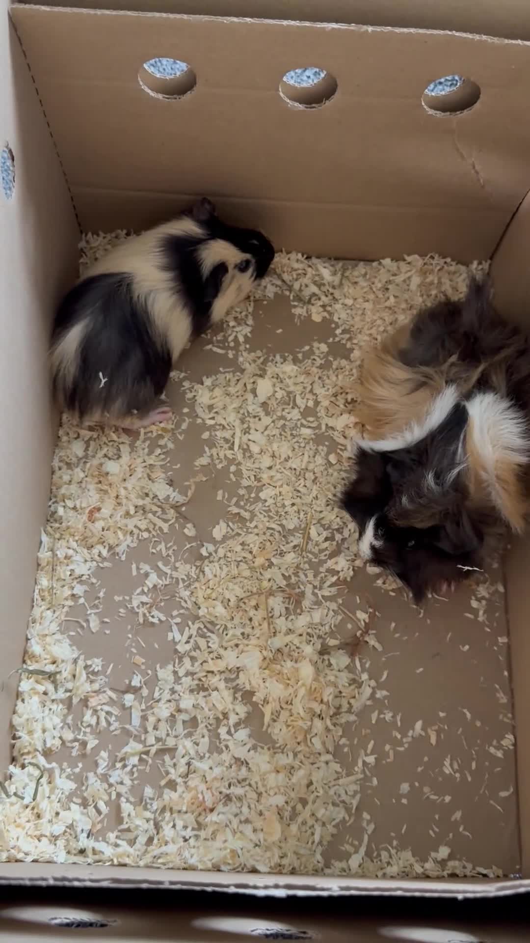 Guinea Pig rodents for sale: 2 guinea pigs plus indoor cage and accessories  - Video 1