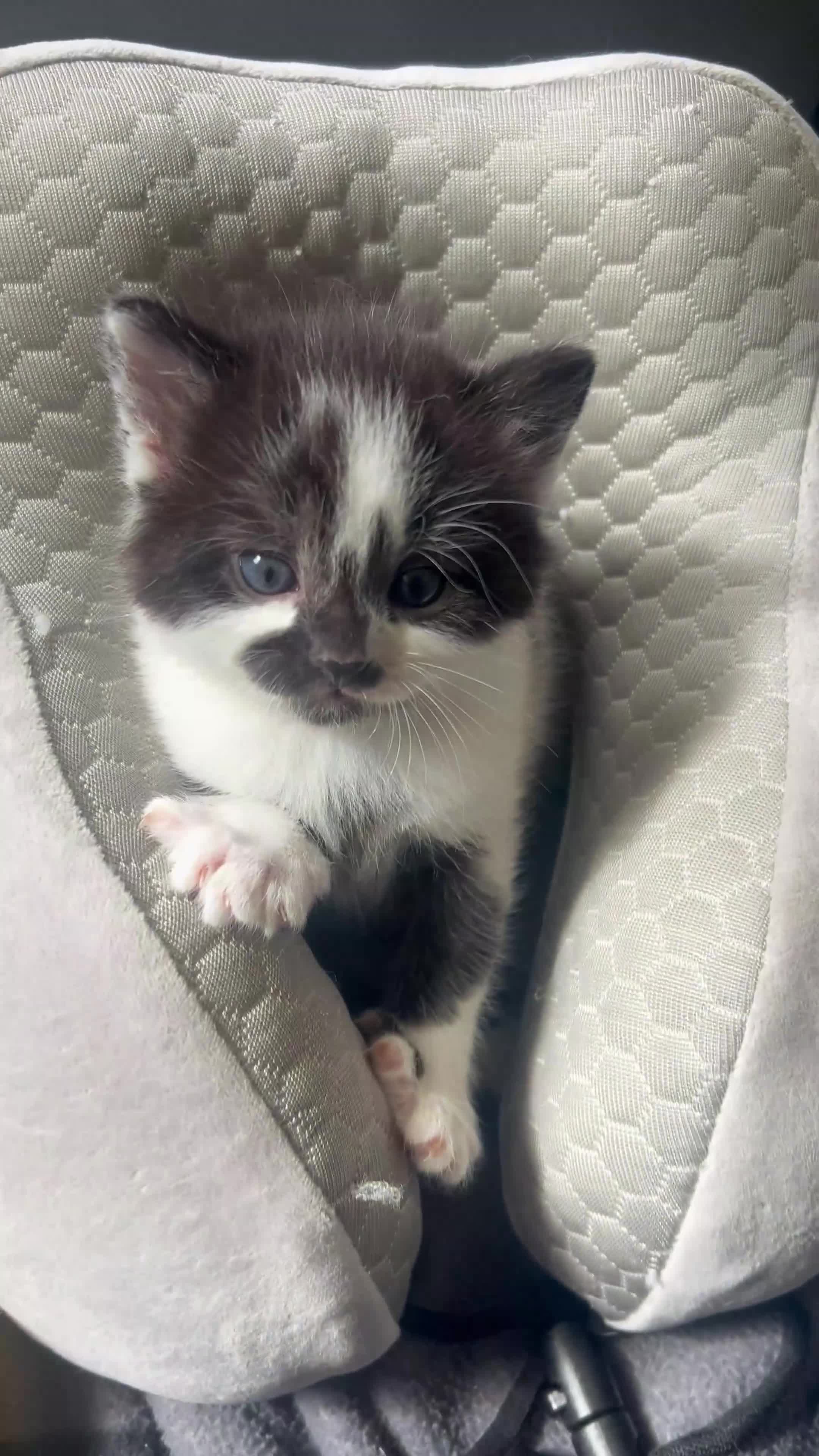Mixed Breed cats for sale: Well-Socialised Kittens – Loving Homes Wanted - Video 1