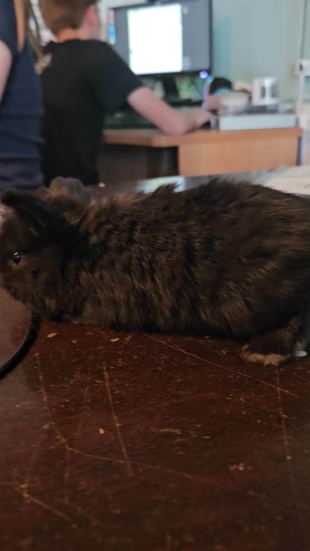 Mini Lop rabbits for sale: Baby Bunnies - very tame! in Malvern - Video 2
