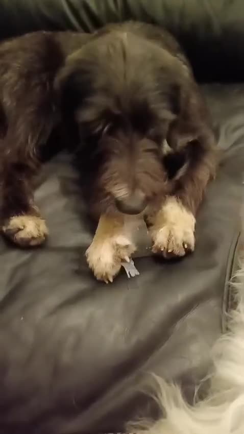 Mixed Breed dogs for adoption: 🐾MEET DUKE – a superb young boy for a Loving Home - Video 1