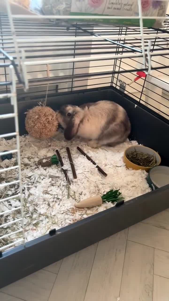 Mini Lop rabbits for sale: Mini lop for sale - cage food and accessories  in Wishaw - Video 1