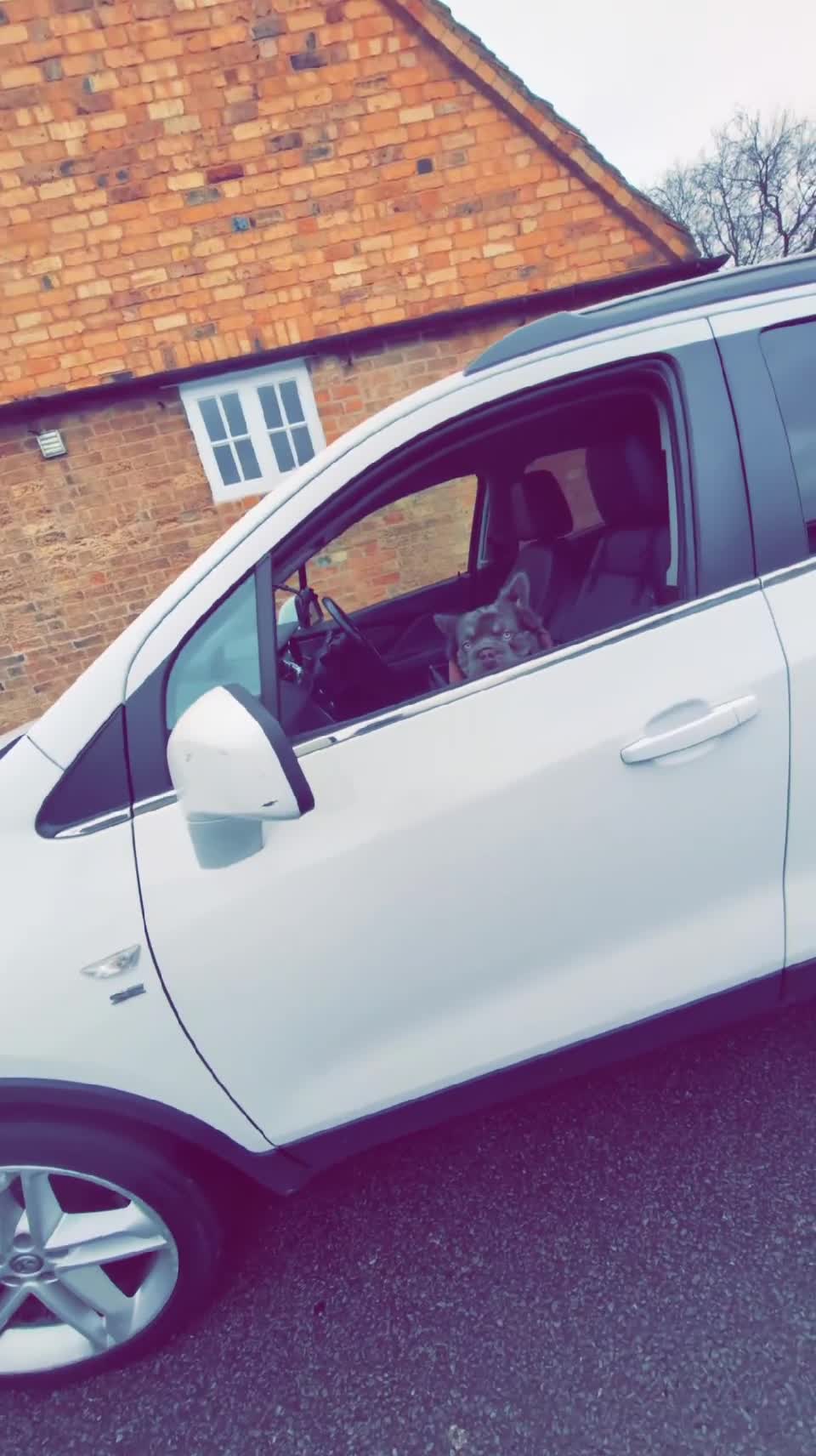 French Bulldog dogs for stud: Fluffy  **  frenchie available for stud - Video 3