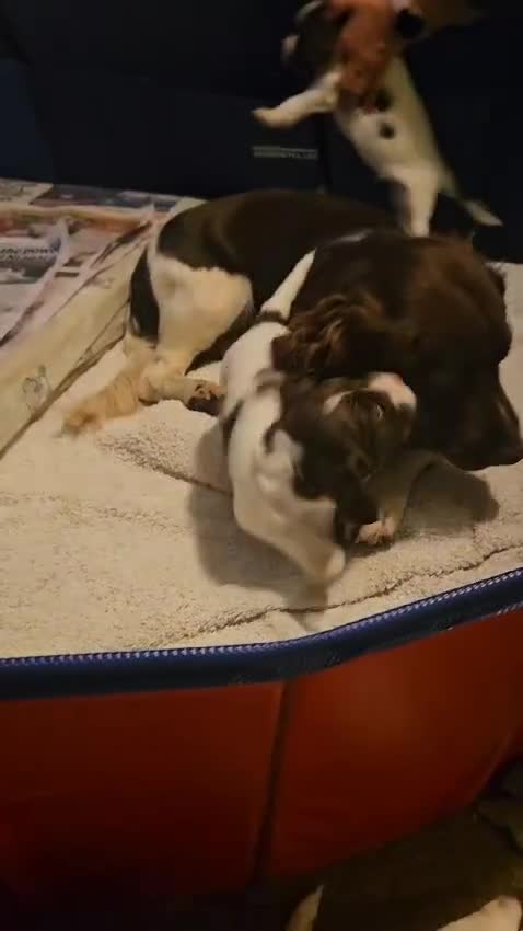 English Springer Spaniel dogs for stud: KC registered English Springer Spaniel for stud - Video 1