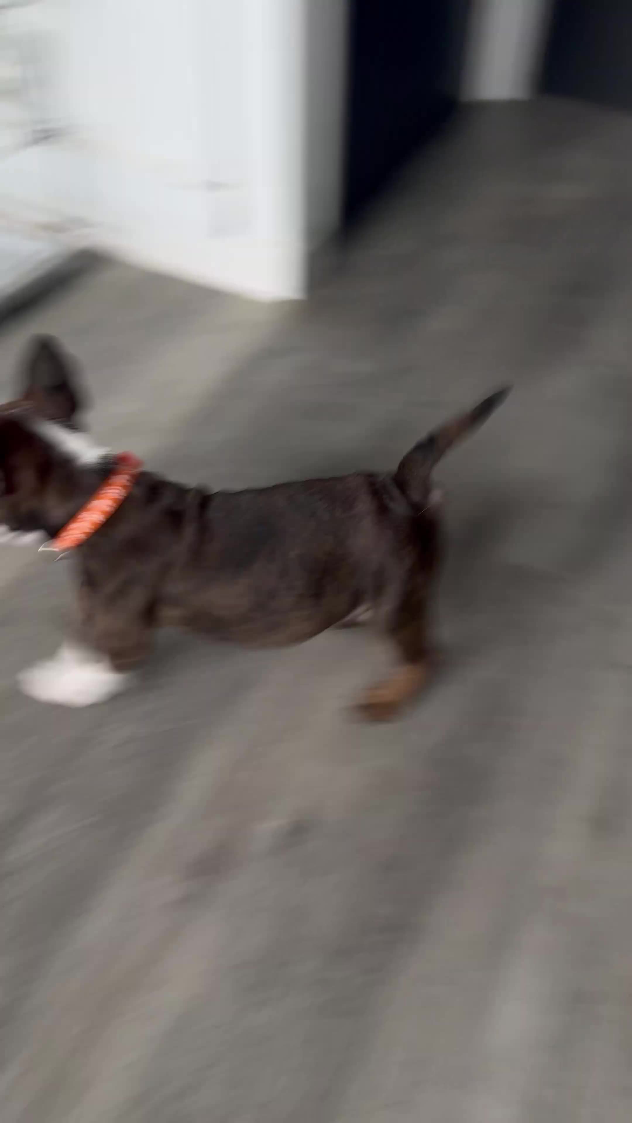 English Bulldog dogs for sale: English bulldogs !REDUCED PRICE! - Video 1