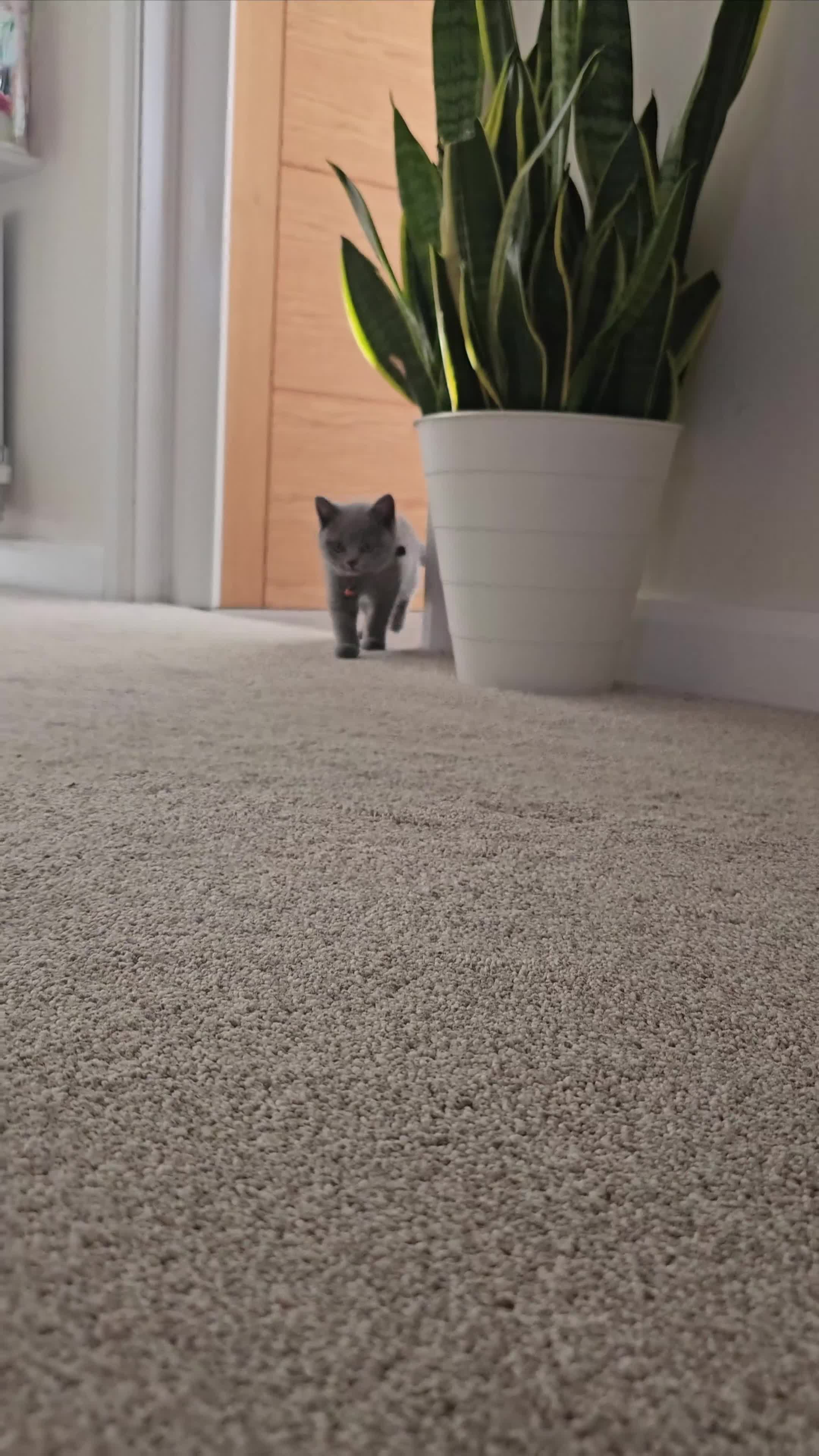 British Shorthair cats for sale: Beautiful Pedigree British Blue Kittens  🐾 - Video 1