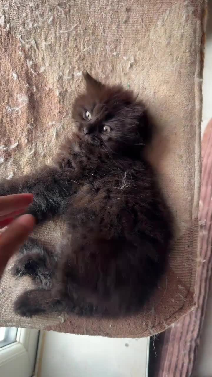 British Shorthair cats for sale: BRITISH SHORTHAIR DOLLS READY NOW! in Uxbridge - Video 5