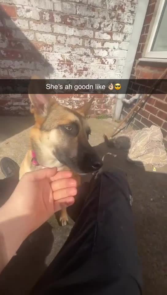Belgian Shepherd Dog dogs for sale: Belgian Mali  - Video 1