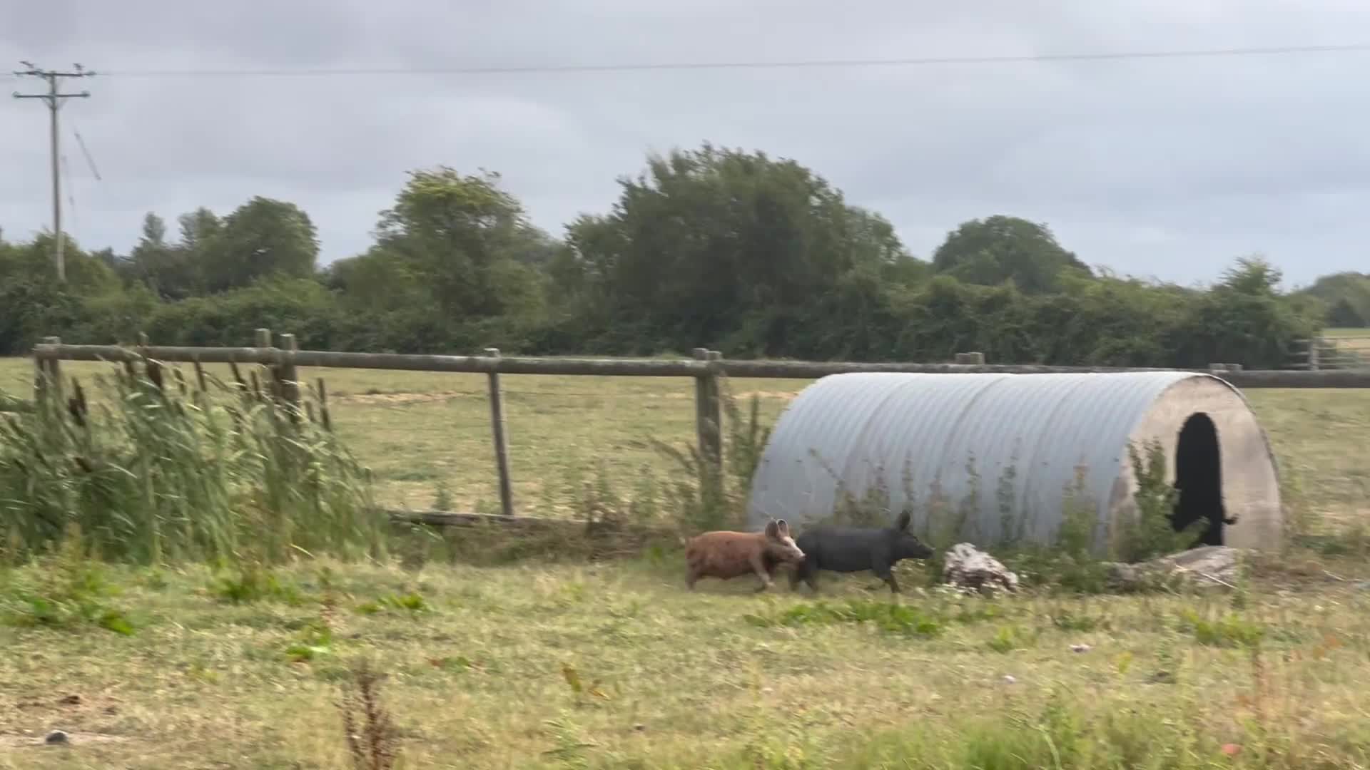 Pig livestock for sale: 2 x Tamworth x Berkshire piglets  - Video 1