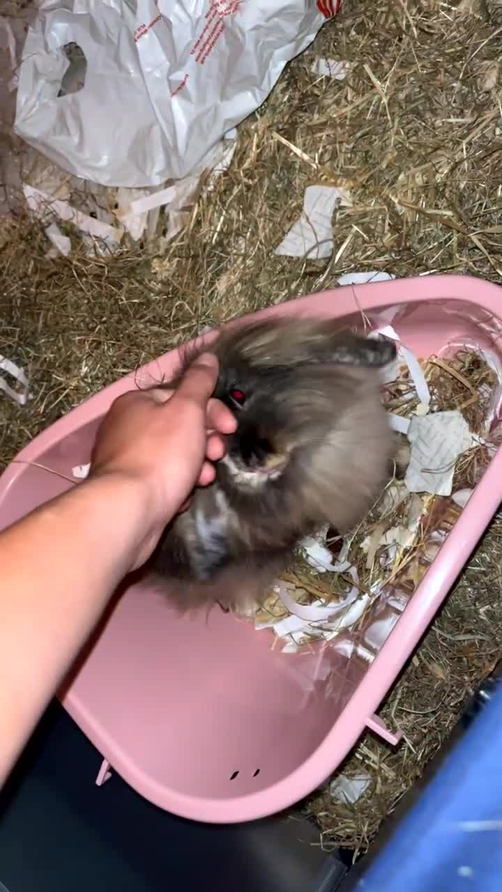 Mini Lion Lop rabbits for sale: Mini loin head lop  - Video 2