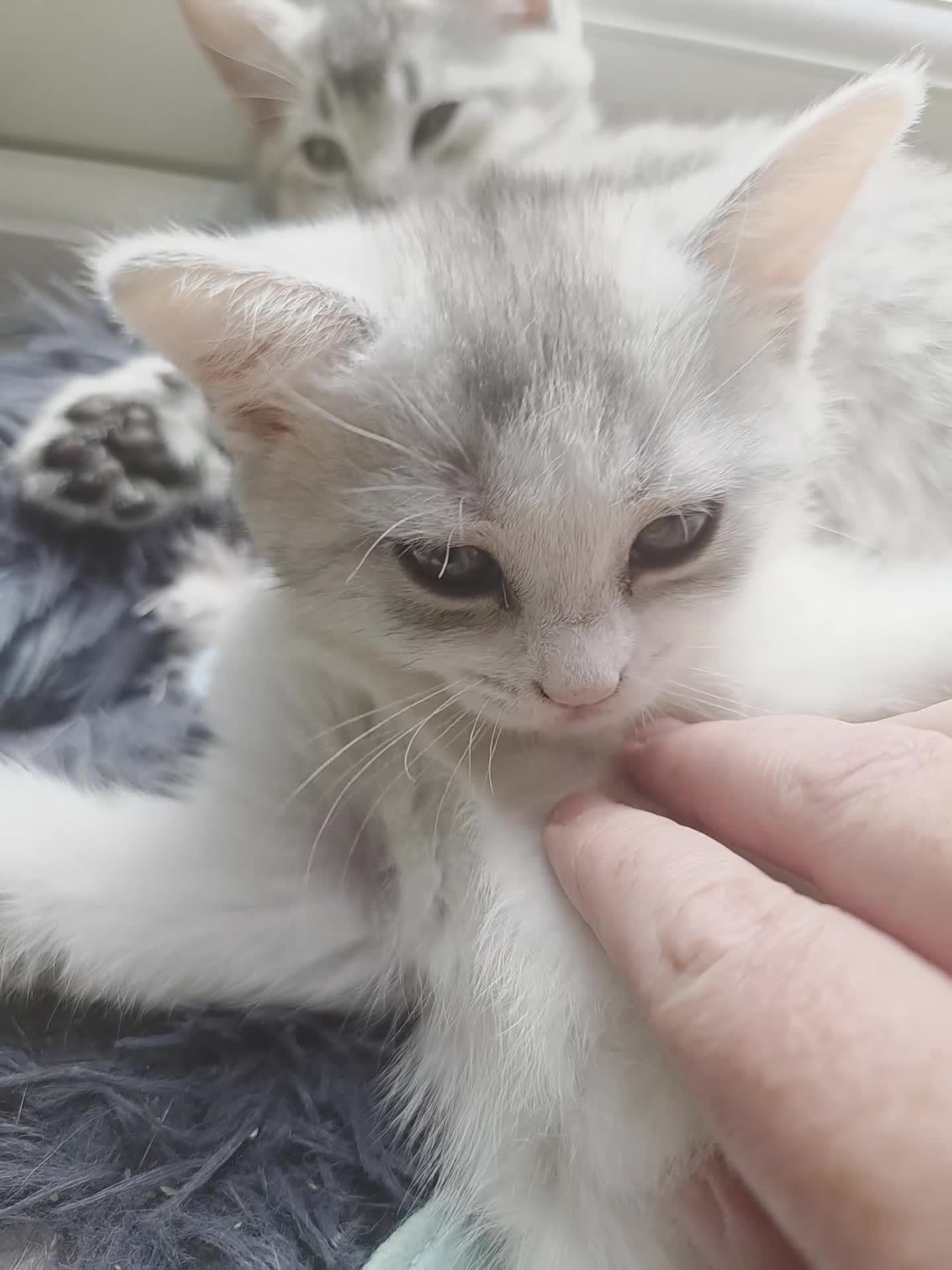 Scottish Fold cats for sale: Last one available! Female Scottish fold straight. - Video 1