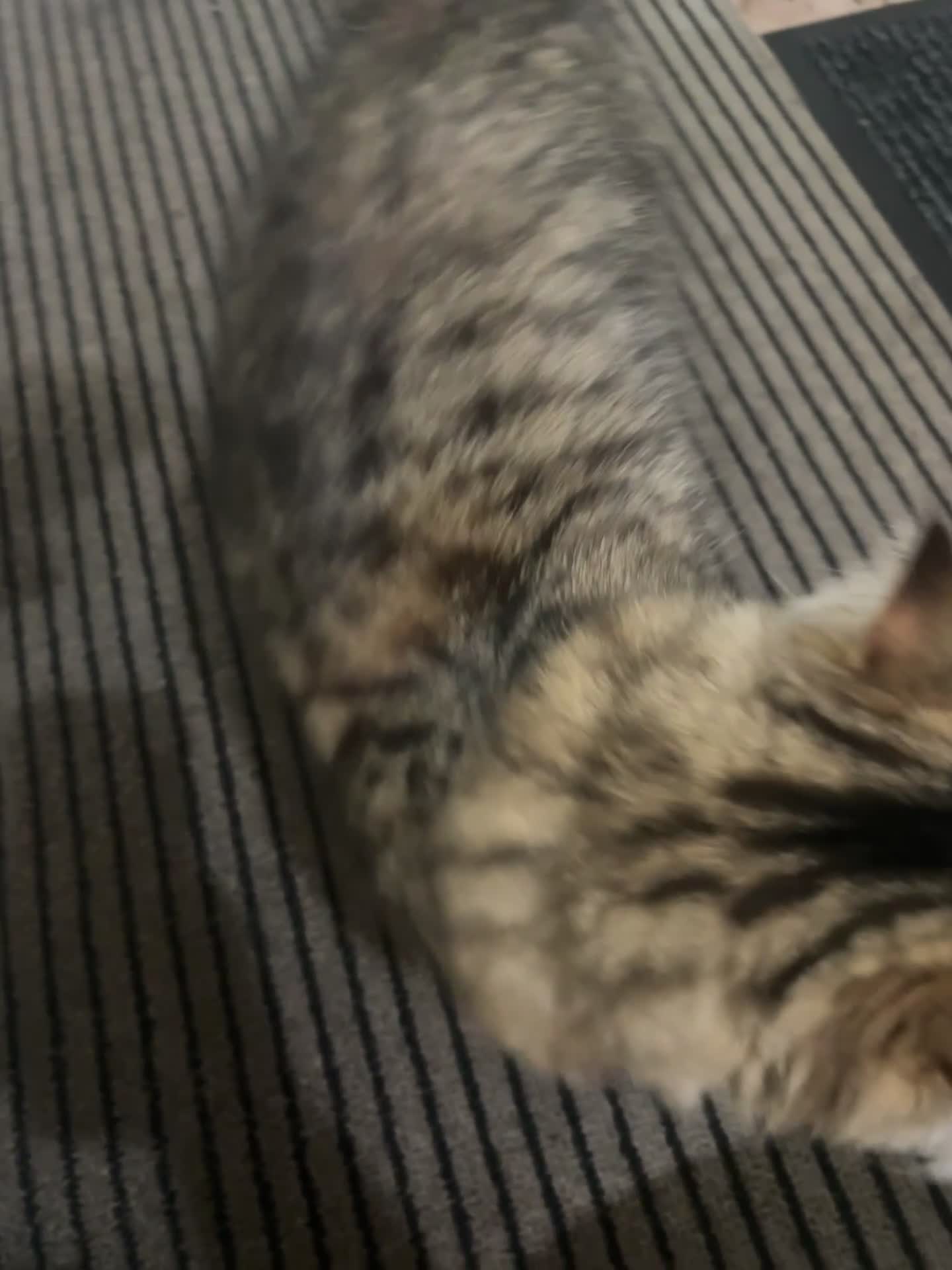 Siberian cats for sale: Siberian x Persian kitten for sale  - Video 1