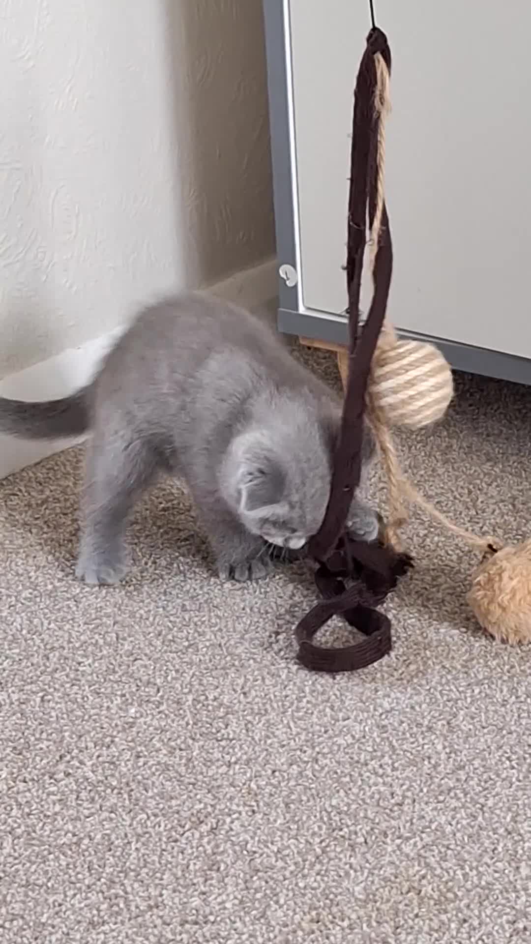 Scottish Fold cats for sale: Scotish fold kittens for sale in Boston - Video 1