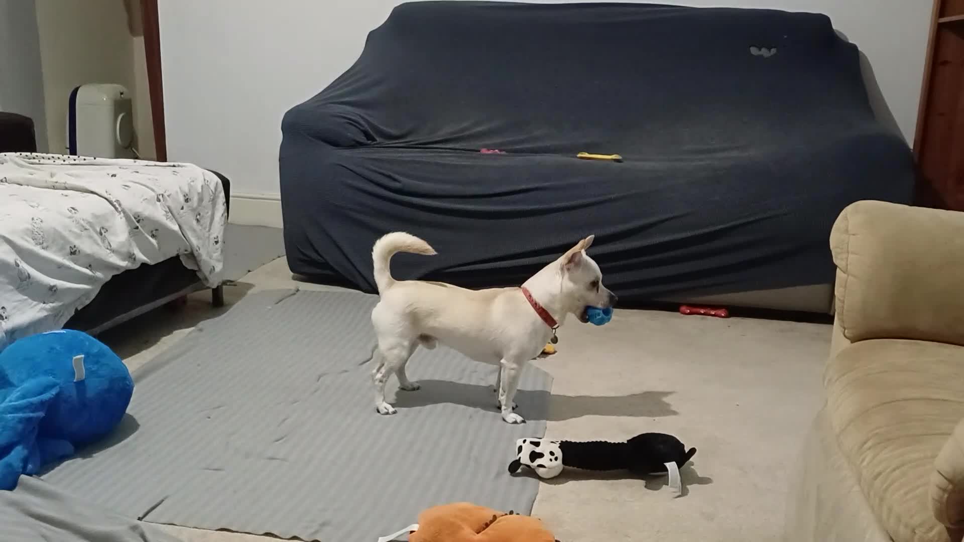 Chihuahua dogs for adoption: 🐾  BARRY - Friendly, Energetic Chihuahua Boy - Video 1