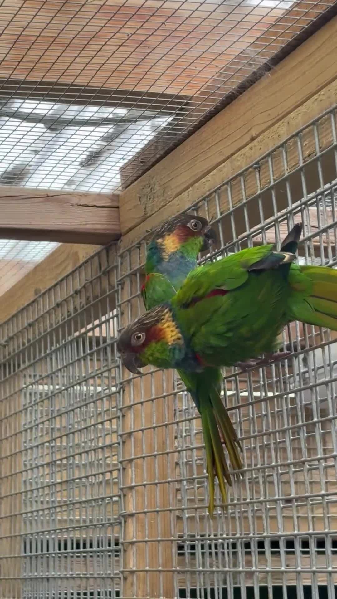 Conures birds for sale: Proven pair of blue throated conures - Video 2