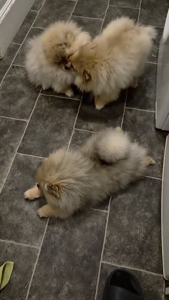 Pomeranian dogs for sale: High quality Show class potential Pomeranians  - Video 1