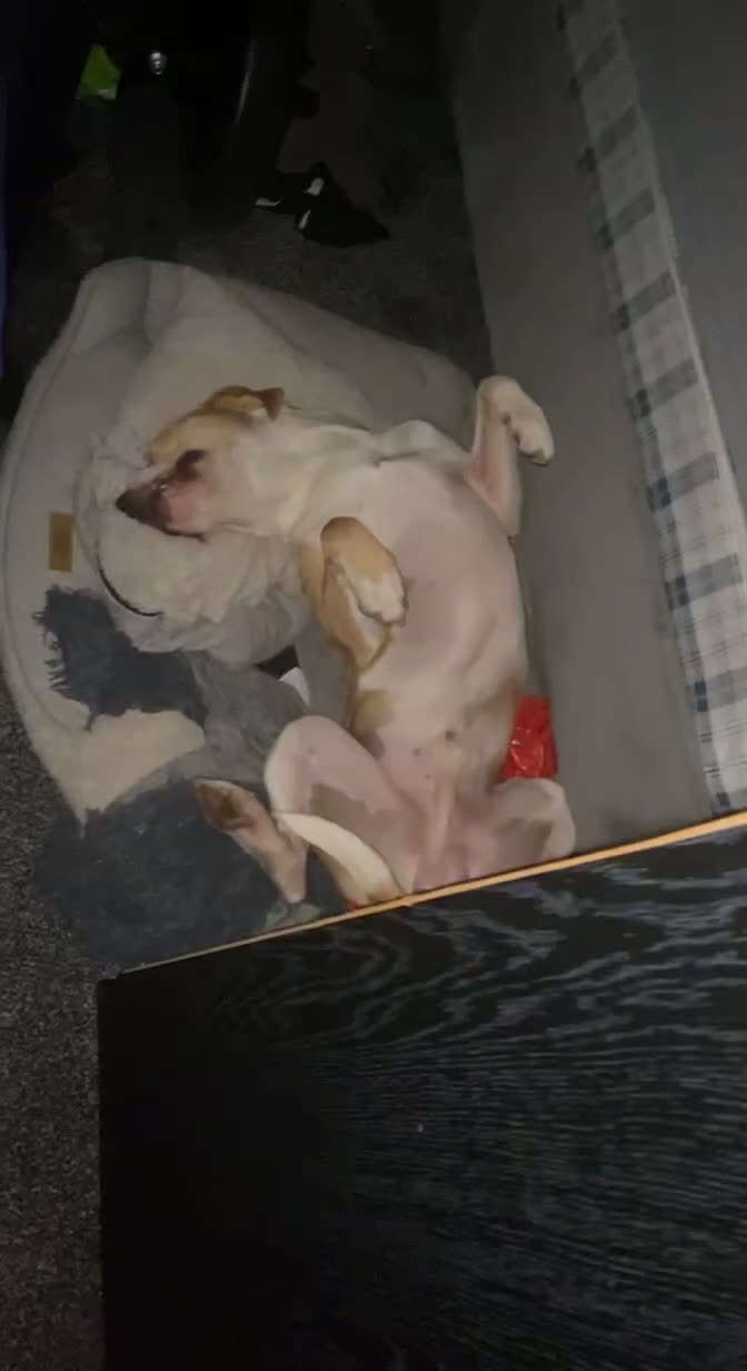 Mixed Breed dogs for sale: Junior  - Video 3