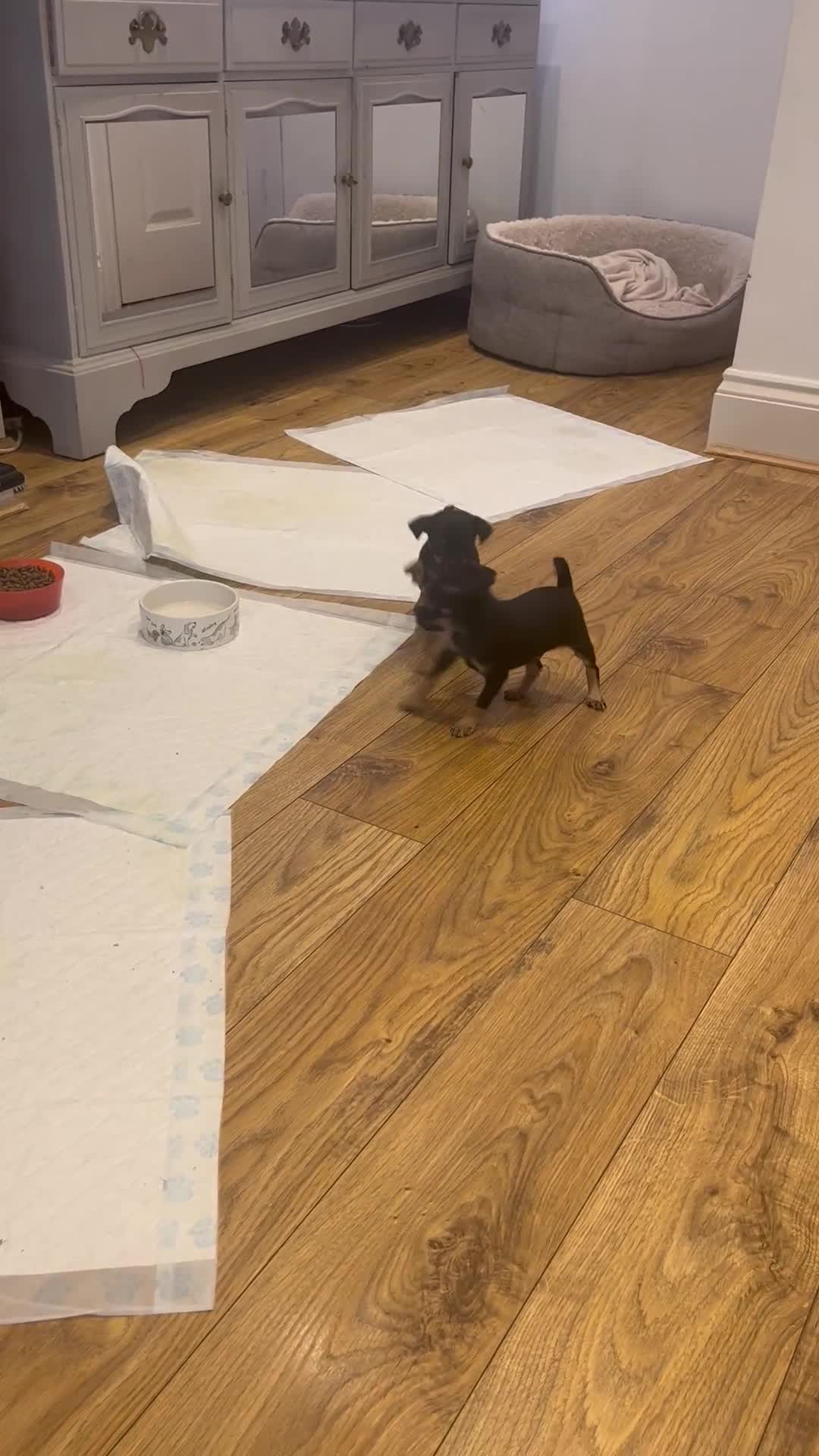 Russian Toy Terrier dogs for sale: Russian toy terrier puppies for sale - Video 1