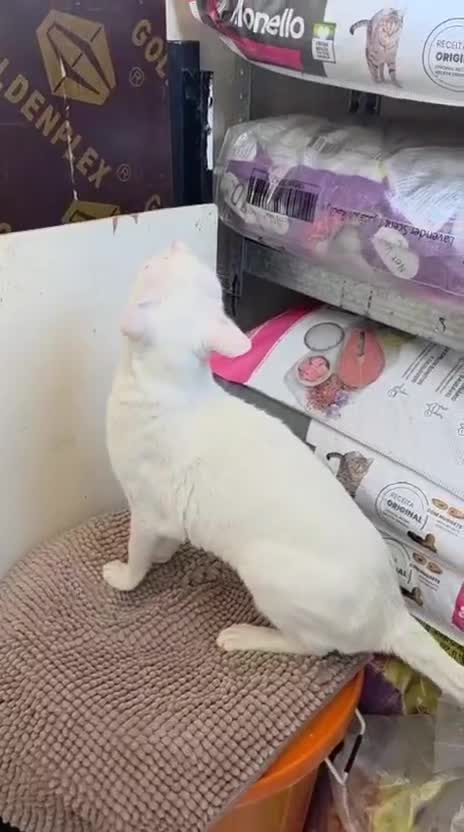 Mixed Breed cats for adoption: HELP ! I AM FIV= I AM GREAT NO ONE WANTS 2ADOPT ME - Video 2