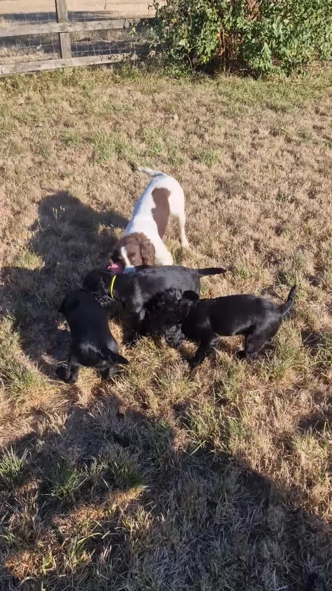 Sprocker dogs for sale: Sprocker Boy - Video 1