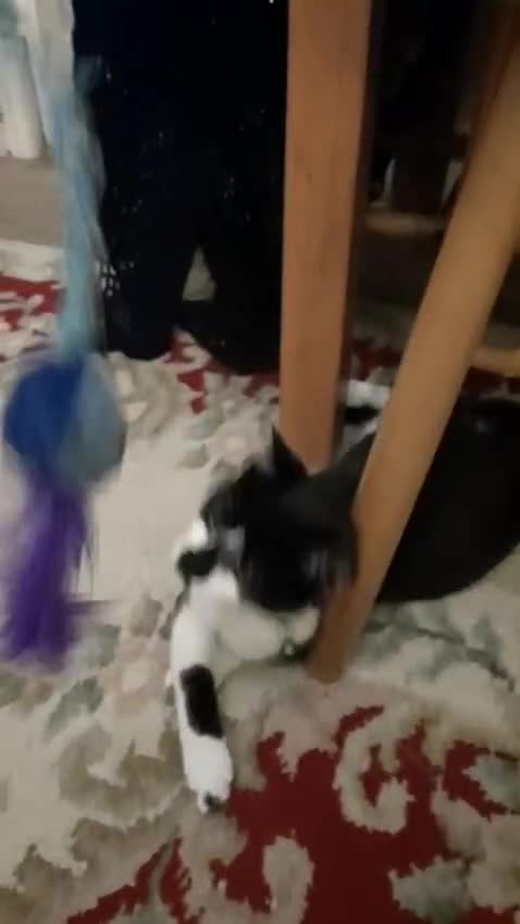 European cats for sale: 2 Female cats need to be sold urgently  - Video 2