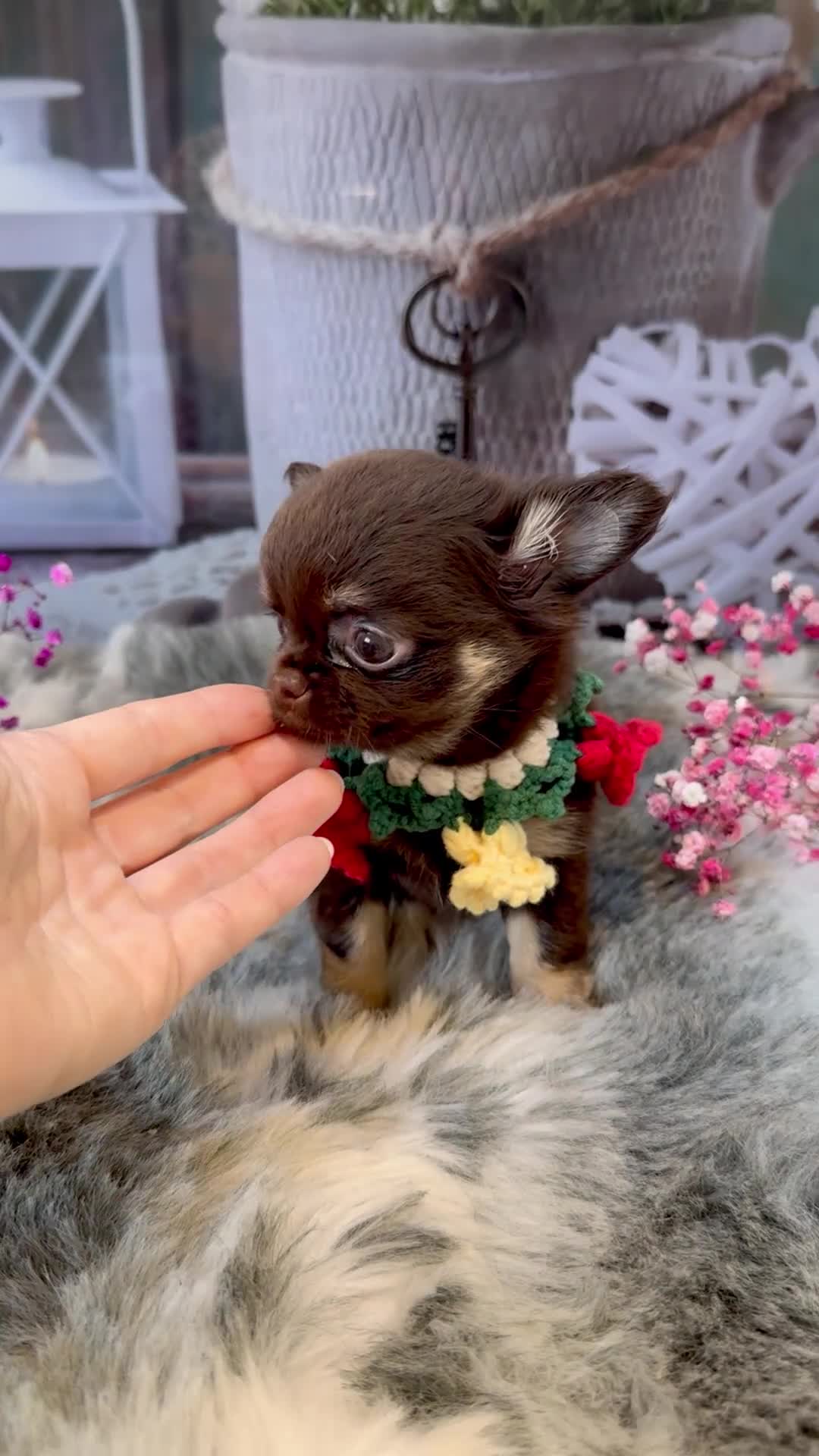 Chihuahua dogs for sale: 💜🤎 Exotic KC LC chihuahuas 🤎💜 - Video 1