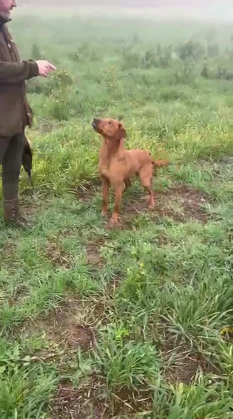 Labrador Retriever dogs for sale: Stunning KC Fox Reds  - Video 2