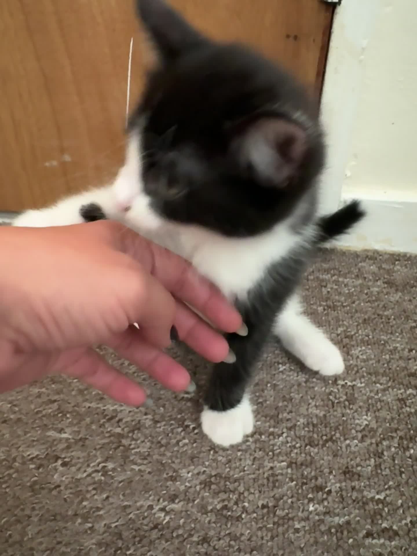 British Shorthair cats for sale: 2 boys one girl for sale  - Video 3