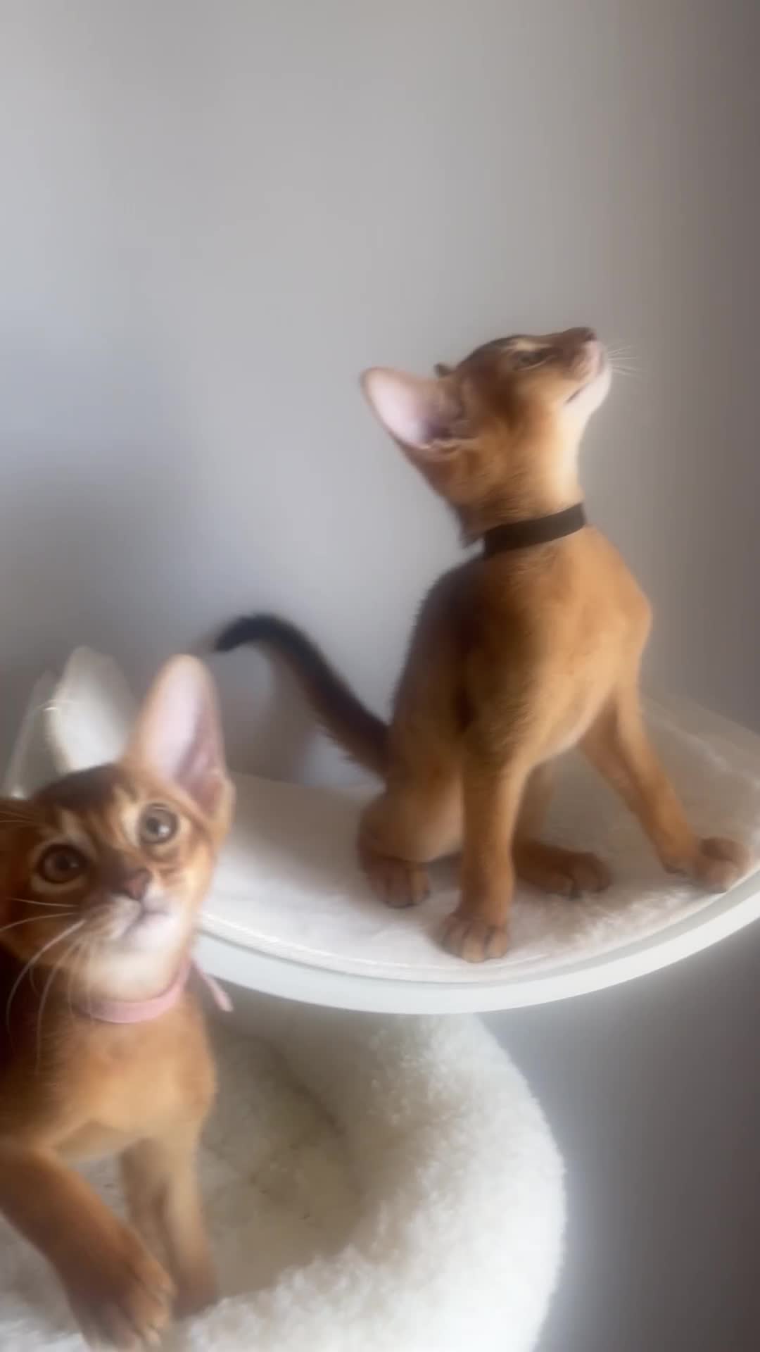Abyssinian cats for sale: Adorable Abyssinian kittens - Video 1