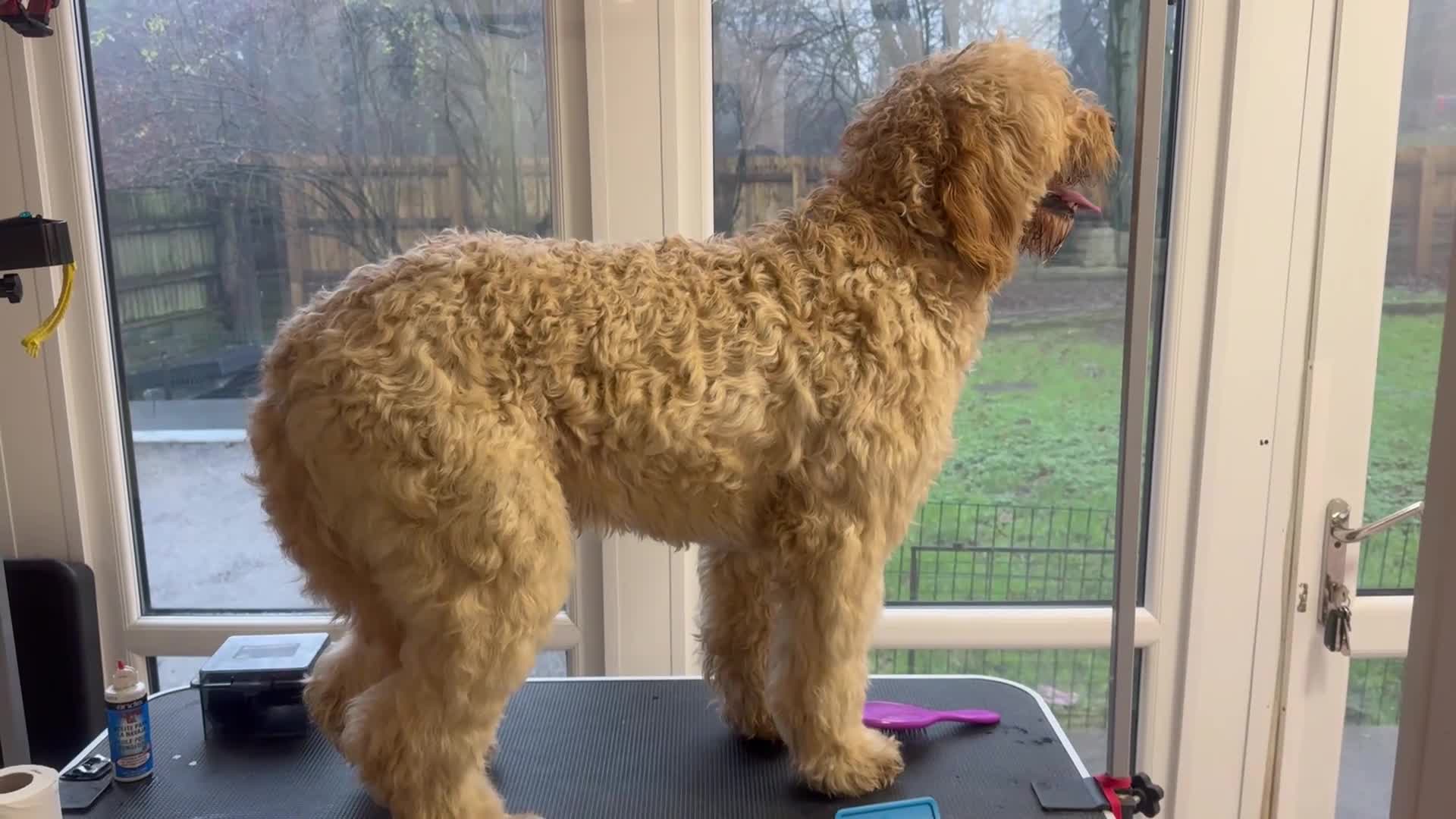 Goldendoodle dogs for sale: These will be stunning adults. Real head turners. - Video 1