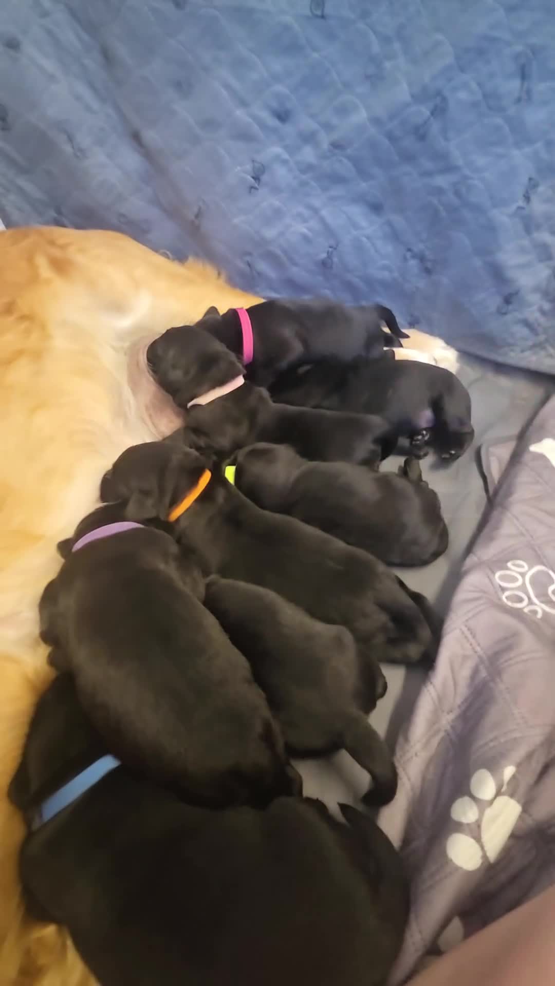 Goldador dogs for sale: Beautiful chunky goldador puppies  - Video 2