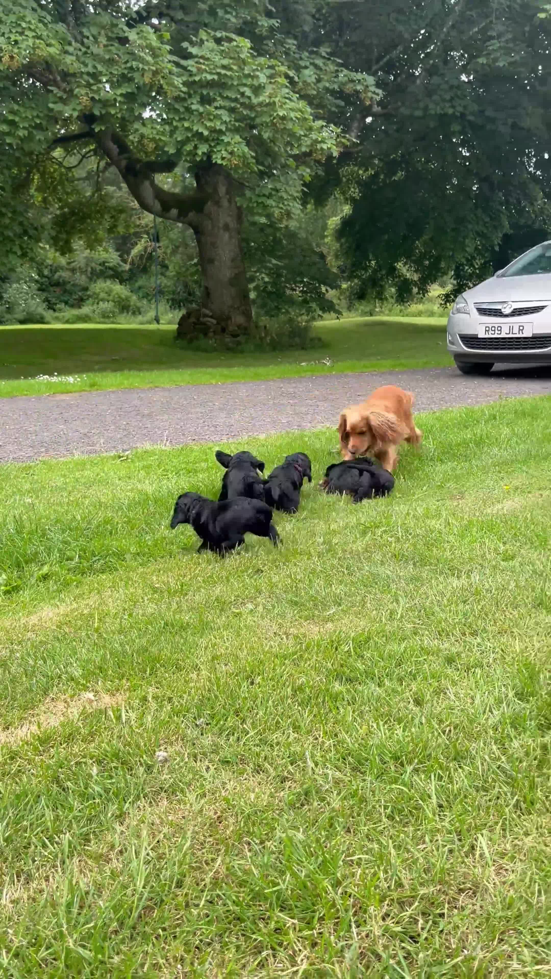 Cocker Spaniel dogs for sale: Beautiful working cocker spaniel pups  - Video 4