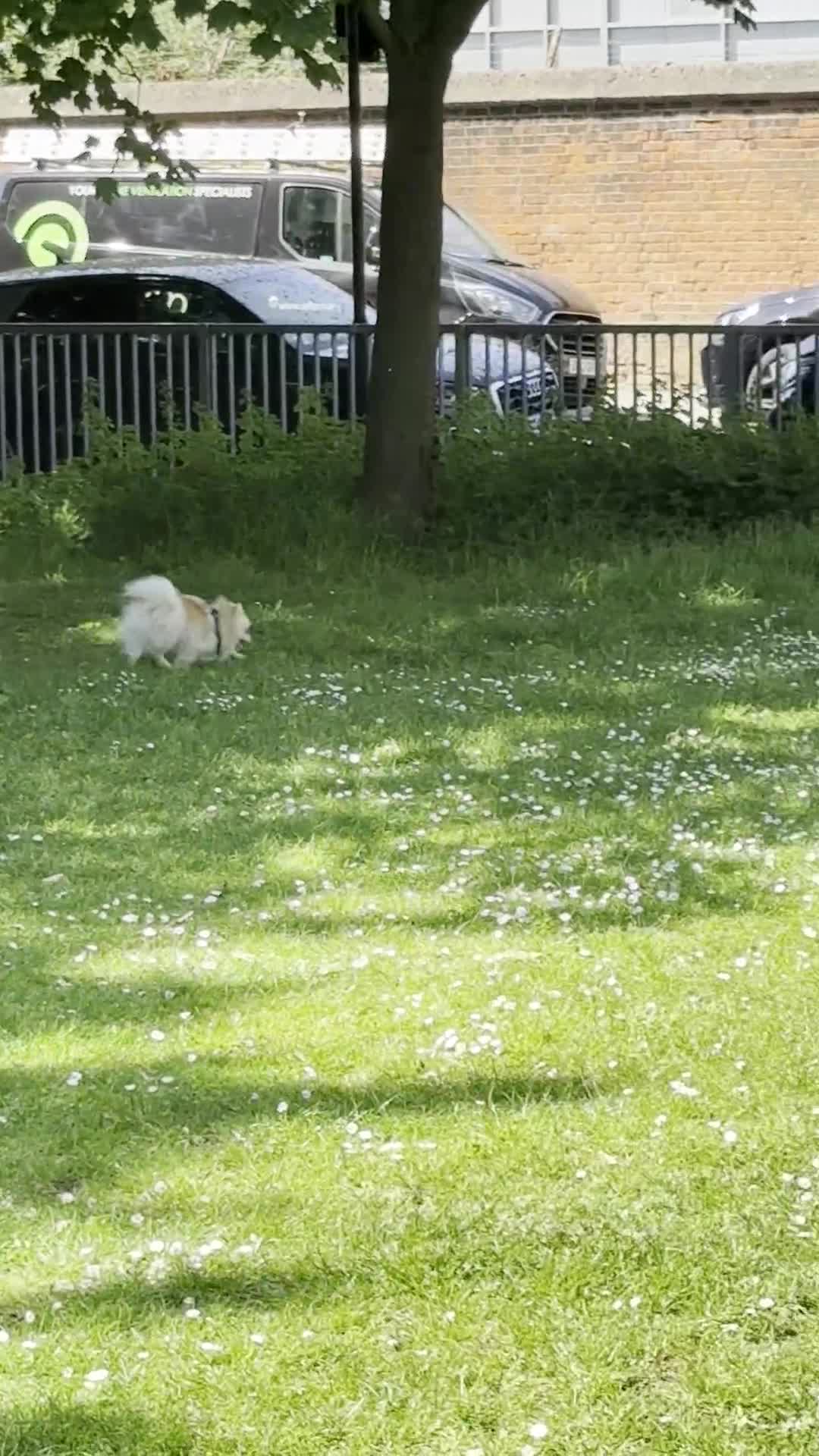 Pomeranian dogs for sale: Charismatic 3 Year Old Pomeranian: Meet Milo - Video 1
