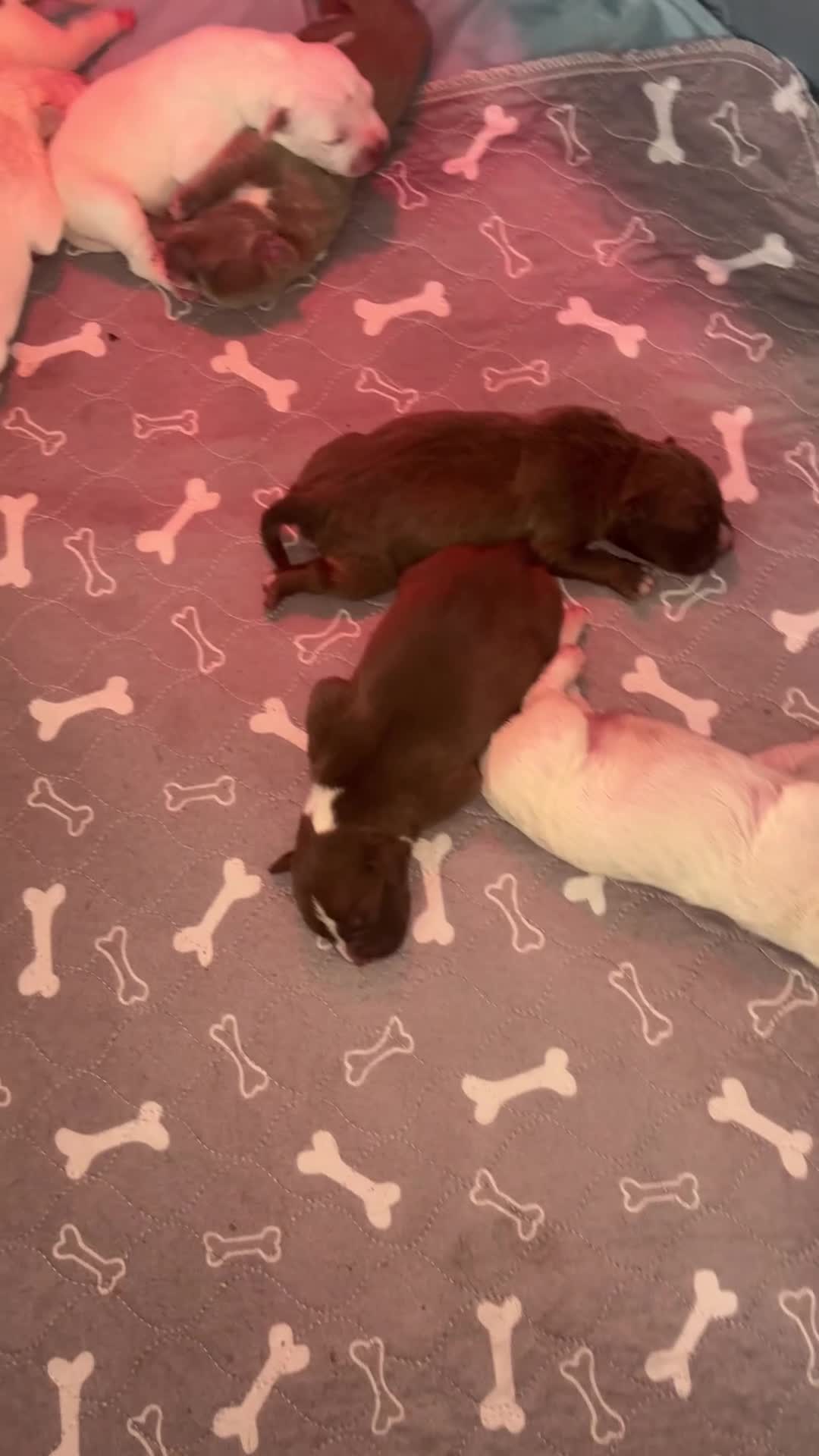 American Bull Staffy dogs for sale: 8 beautiful Amstaff puppies - Video 1