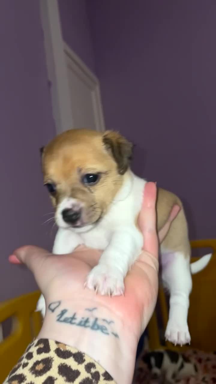 Jack Russell dogs for sale: Jack Russell Terriors  - Video 4