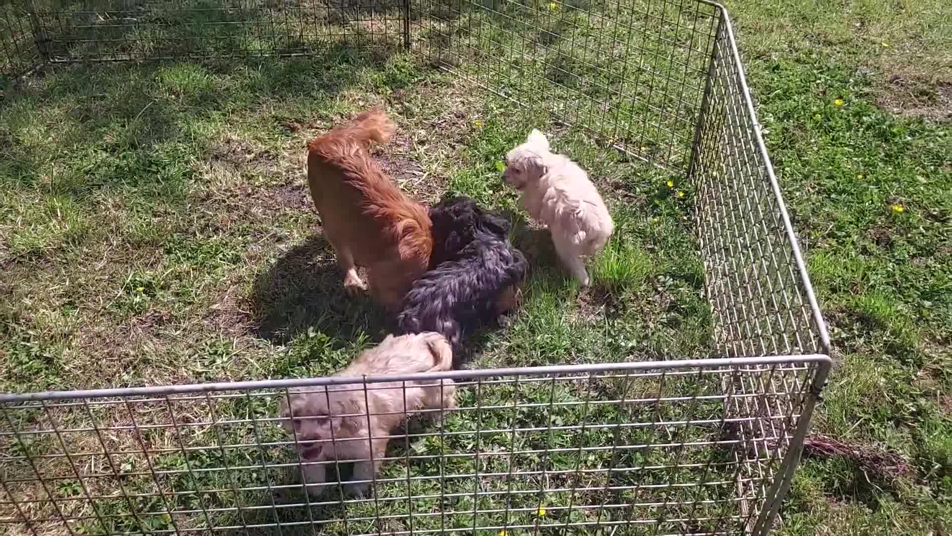 Cockapoo dogs for sale: Genuine f1 cockapoo puppies. - Video 2