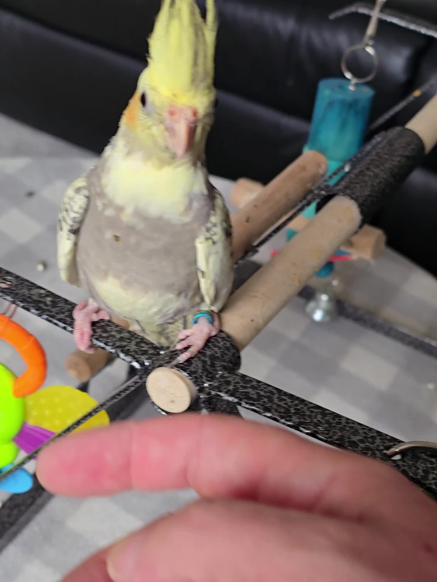 Cockatiels birds for sale: Handreared Cockatiels - Video 1