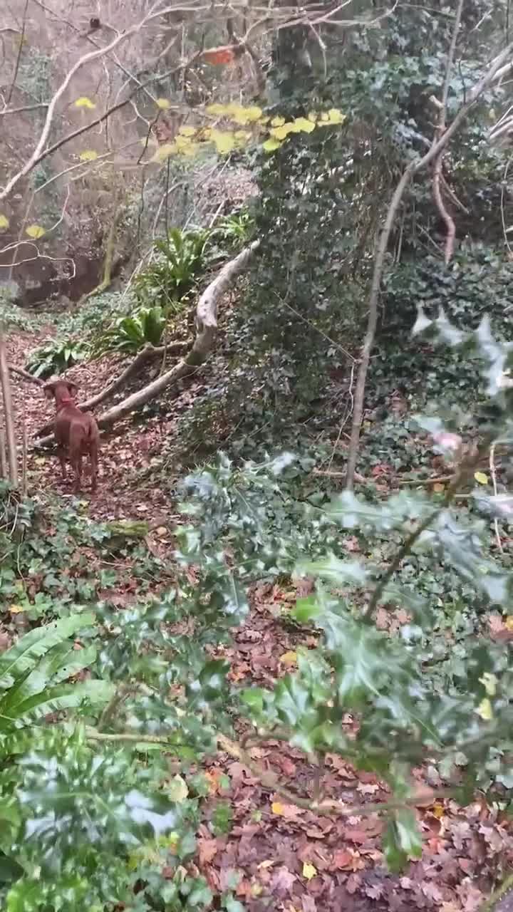 Hungarian Vizsla dogs for sale: Vizsla puppies. Great lineage and super low COI. - Video 1