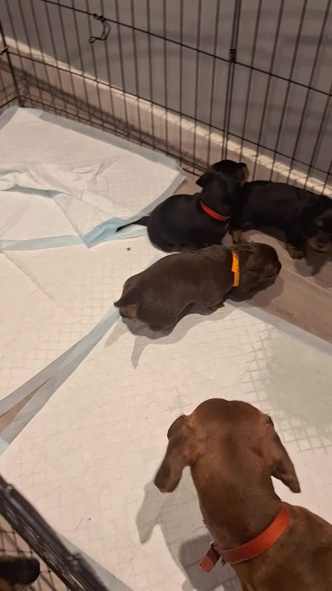 Dachshund dogs for sale: Three beautiful tweenie Dachshund puppies for sale - Video 1