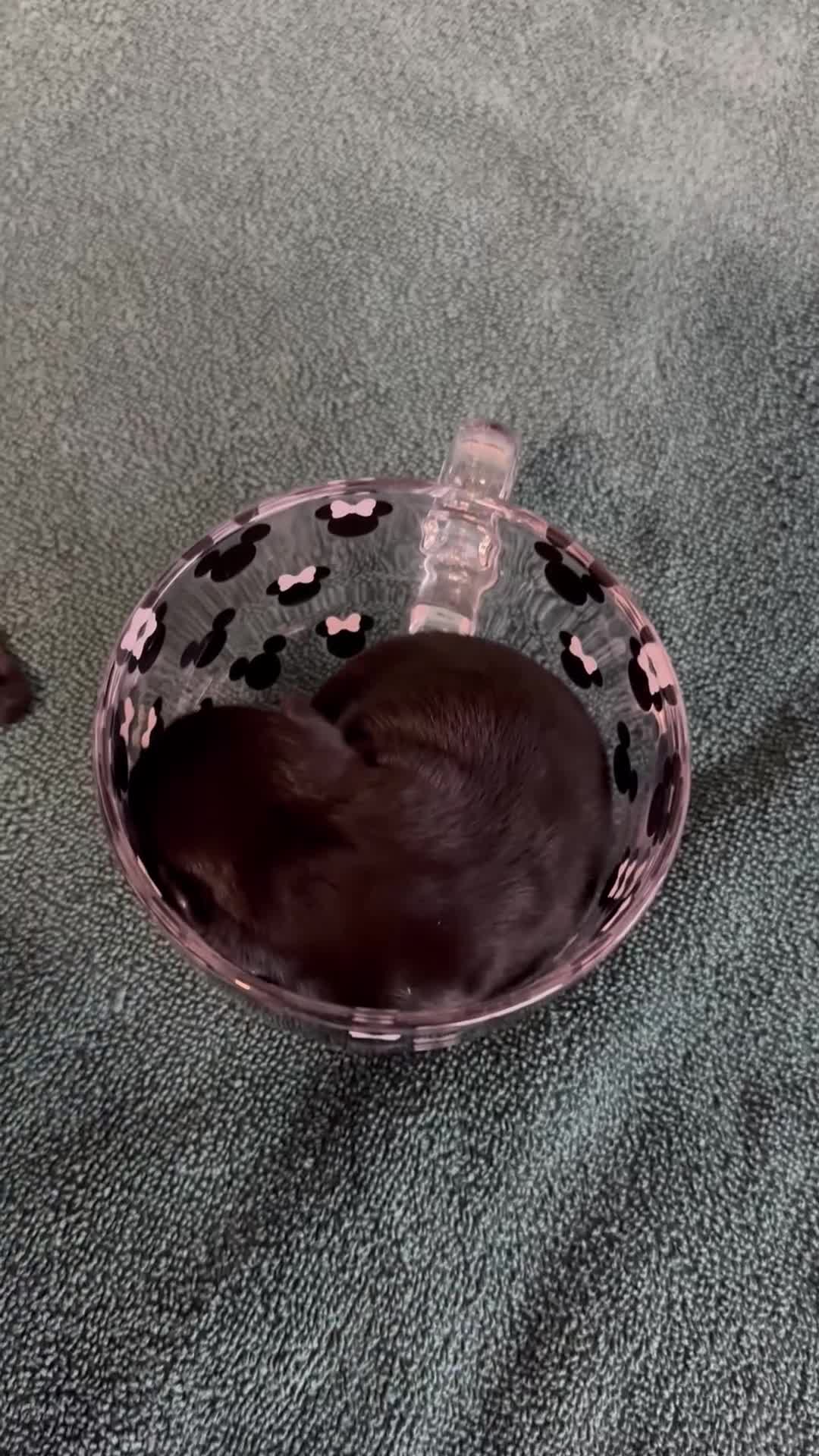 Chihuahua dogs for sale: 2 male 1 female tiny chihuahua  - Video 1