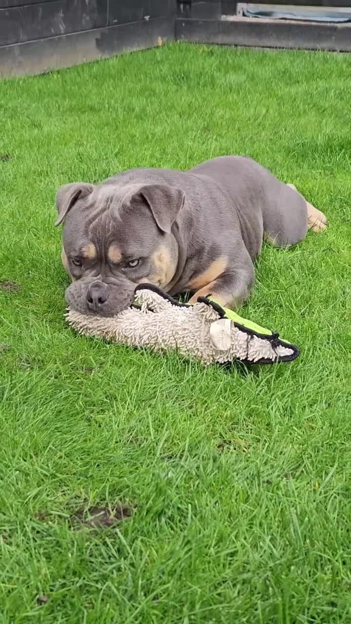 American Bully dogs for sale: Exotic Bully - Video 1
