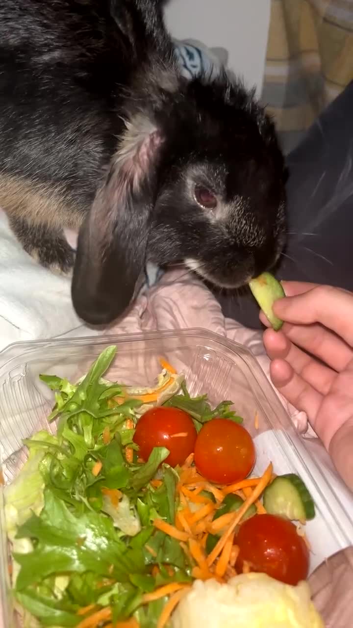 Mini Lop rabbits for sale: Mj the rabbit  - Video 4