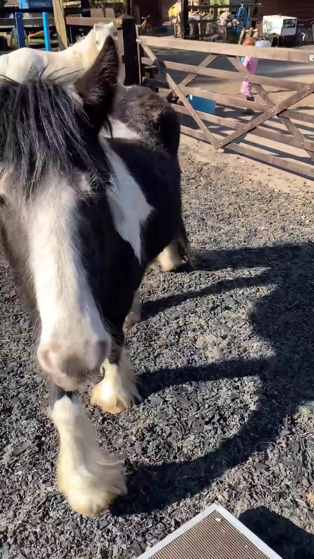 Irish Cob horses for sale: Lilly and mouse - Video 3