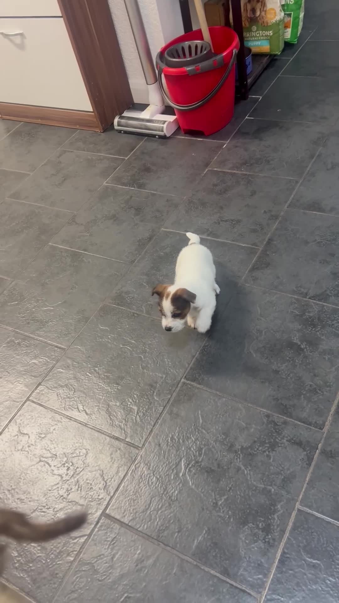 Jack Russell dogs for sale: Jack Russell Female puppy - Video 1