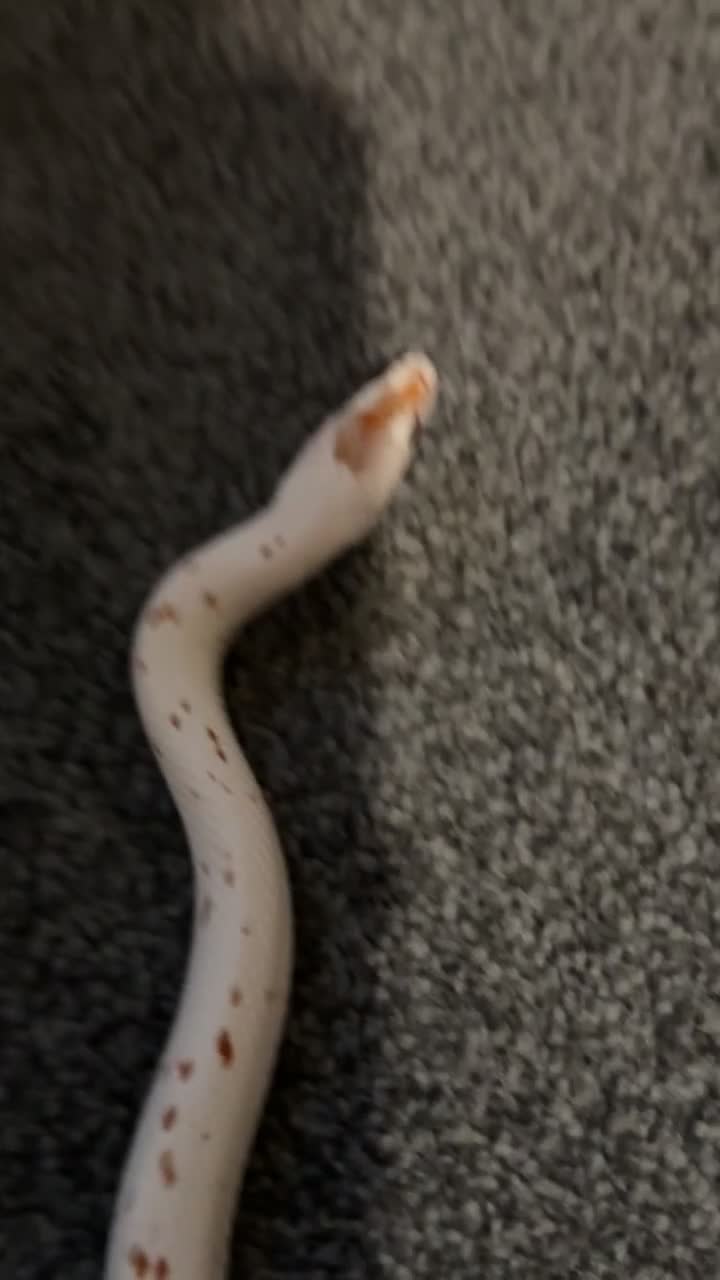 Corn Snake reptiles for sale: Palmetto’s  - Video 1